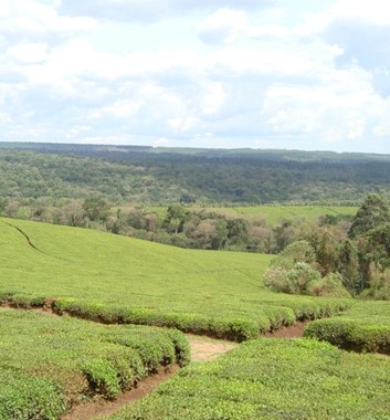 Kenya Medical Camp - Tea plantations of Kericho